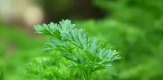 herbes aromatiques